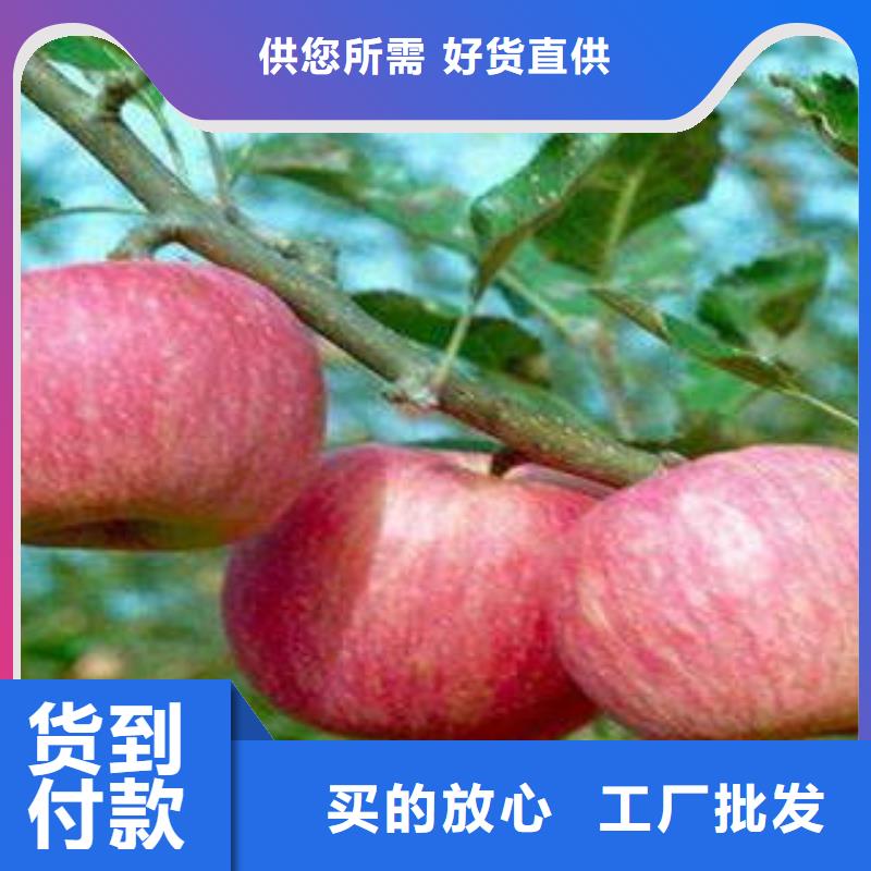 红富士苹果,嘎啦苹果源厂定制质检合格出厂
