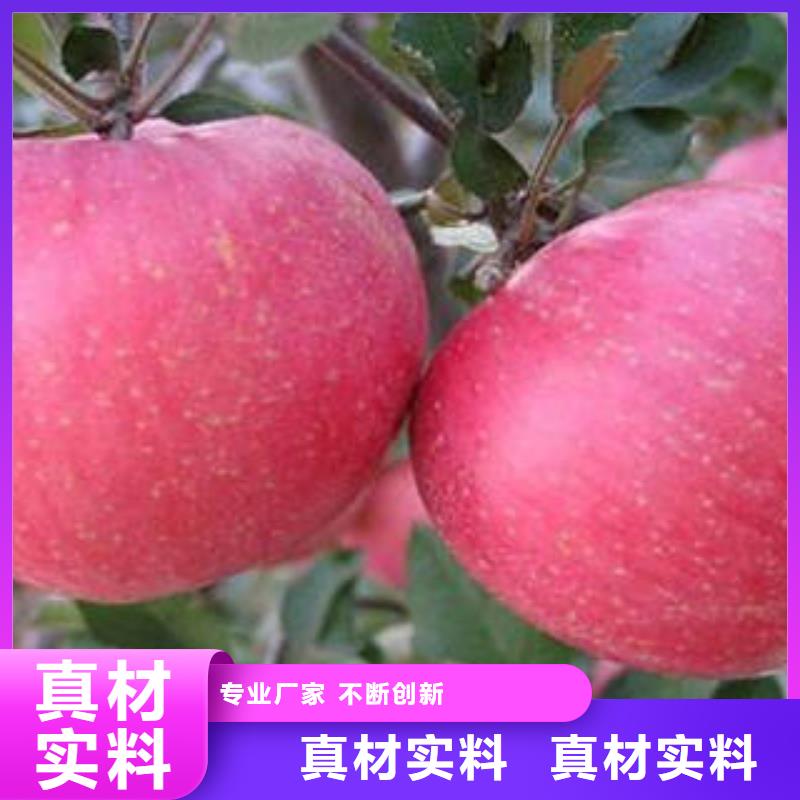 红富士苹果-苹果种植基地诚信商家服务热情优选好材铸造好品质