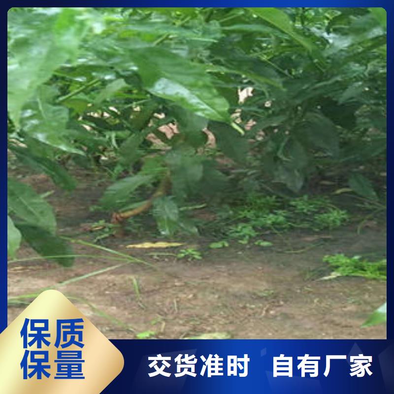 桃树苗【板栗苗】商家诚信经营质量保证