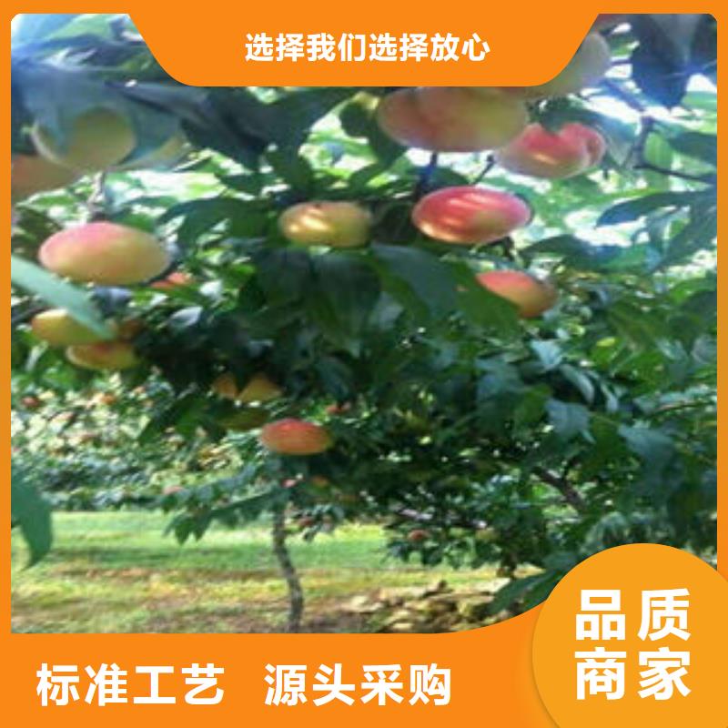 桃树苗梨树苗供货及时本地供应商
