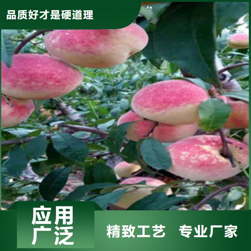 【桃树苗】板栗苗品质好才是硬道理同城品牌