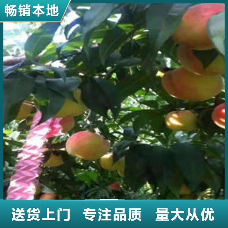 【桃树苗】苹果苗选择我们没错放心选购