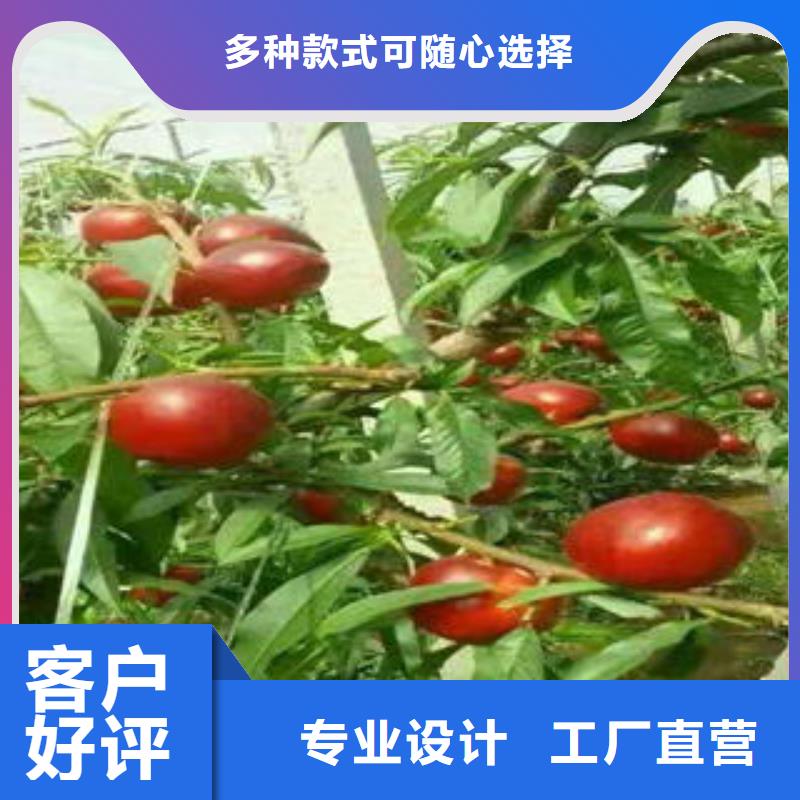 桃树苗支持非标定制好产品不怕比
