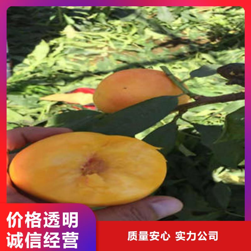 【桃树苗李子苗甄选好物】品质无所畏惧