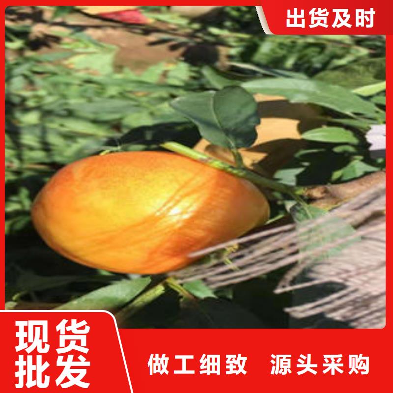 桃树苗板栗苗支持定制批发国标检测放心购买