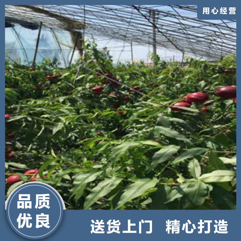 桃树苗【梨树苗】厂家直销适用范围广