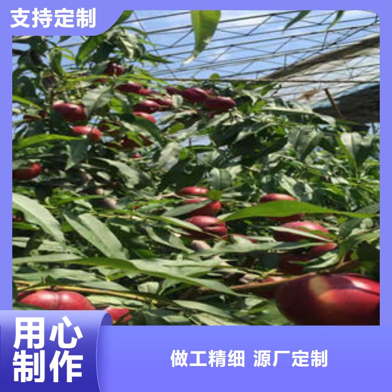 【桃树苗】花椒苗专业完善售后当地品牌