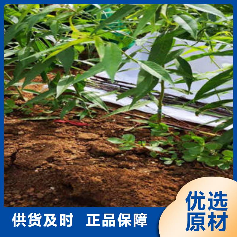 桃树苗源头实体厂商高质量高信誉