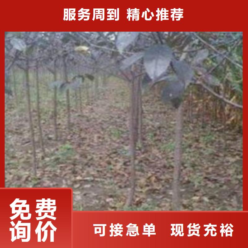 【梨树苗】,板栗苗一个起售严格把关质量放心