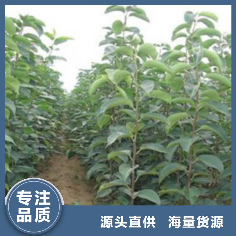 梨树苗苹果苗制造厂家根据要求定制