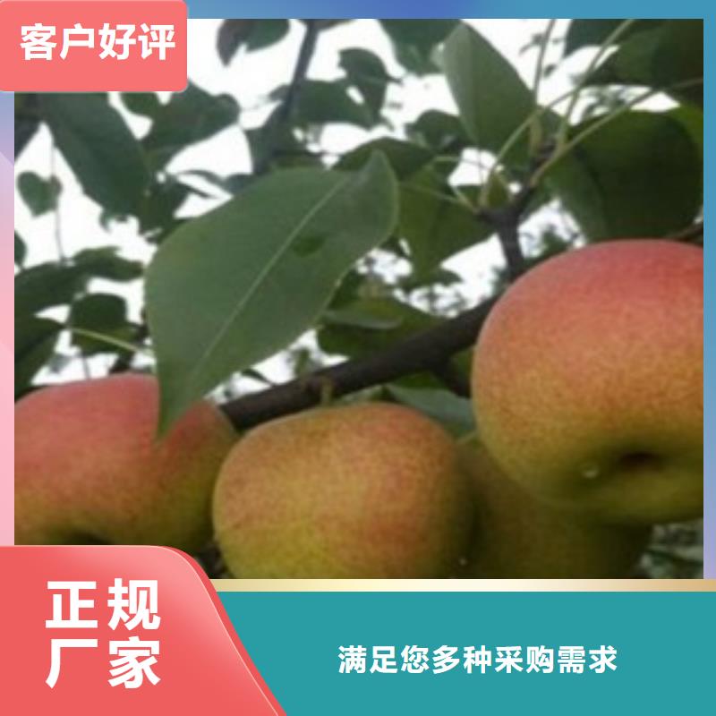 梨树苗设备齐全支持定制本地品牌