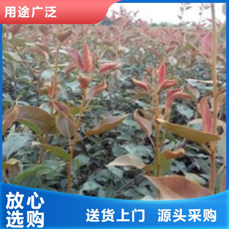 梨树苗核桃苗实地大厂让客户买的放心