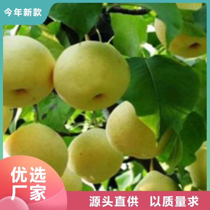【梨树苗蓝莓苗质优价廉】真材实料加工定制