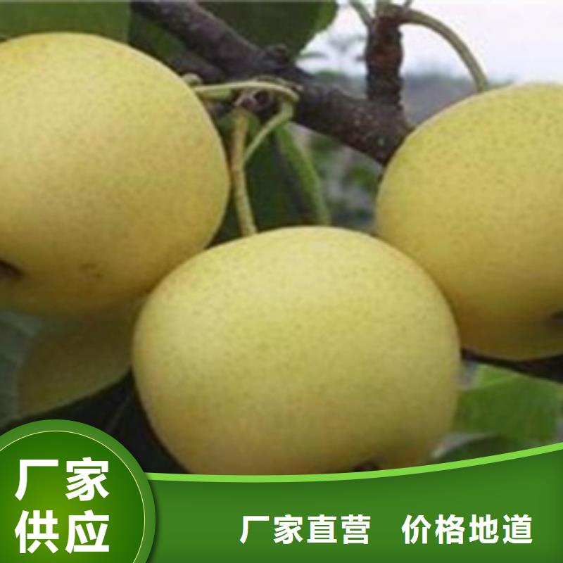 梨树苗高品质现货销售同城品牌