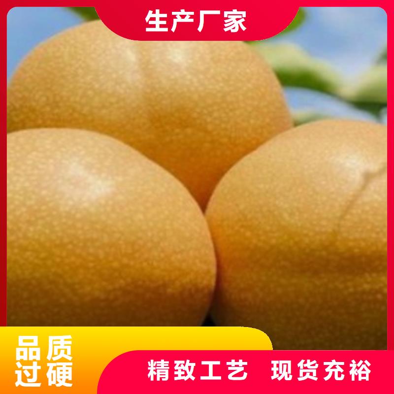 梨树苗_花椒苗定制销售售后为一体诚信可靠