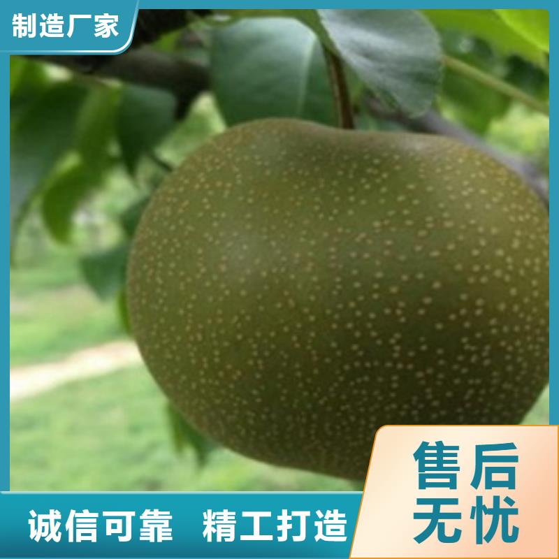 梨树苗【核桃苗】选择我们没错库存丰富