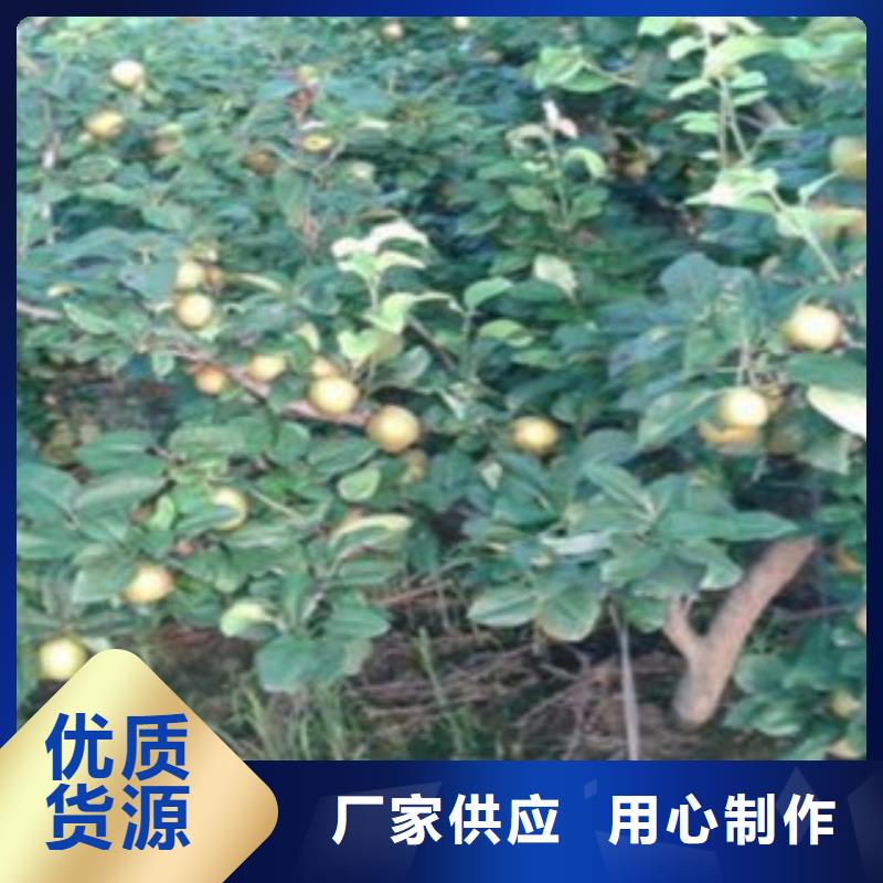 梨树苗品质有保障本地服务商