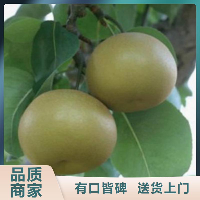 梨树苗_核桃苗欢迎新老客户垂询好产品放心购