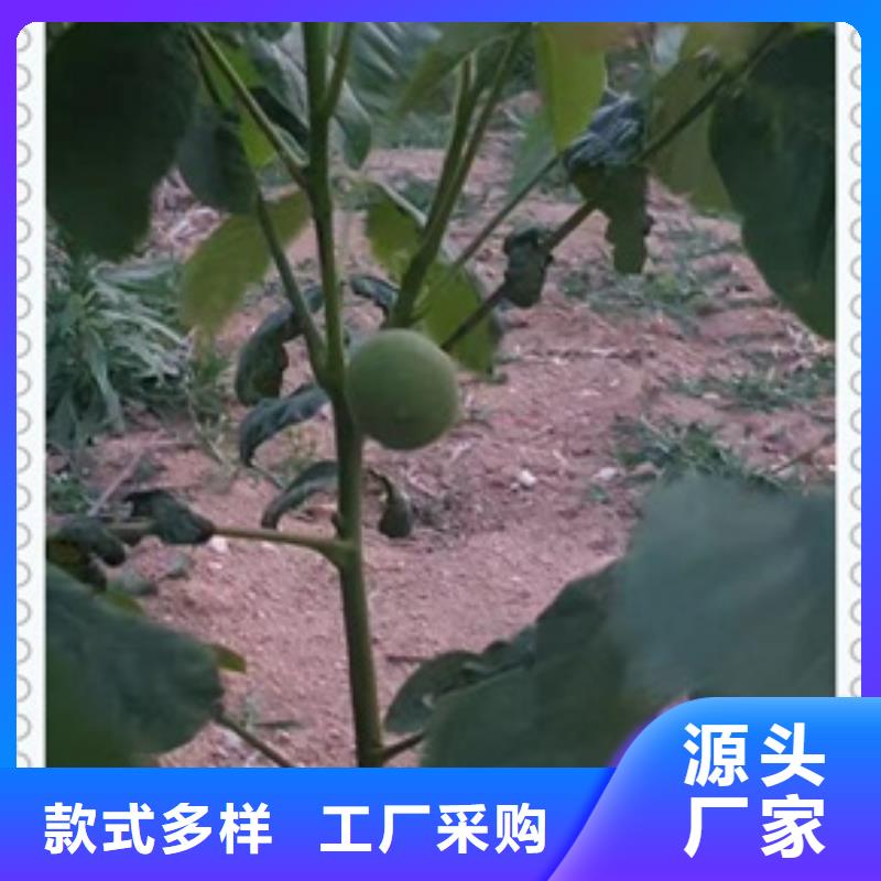 核桃苗,板栗苗一站式服务当地品牌