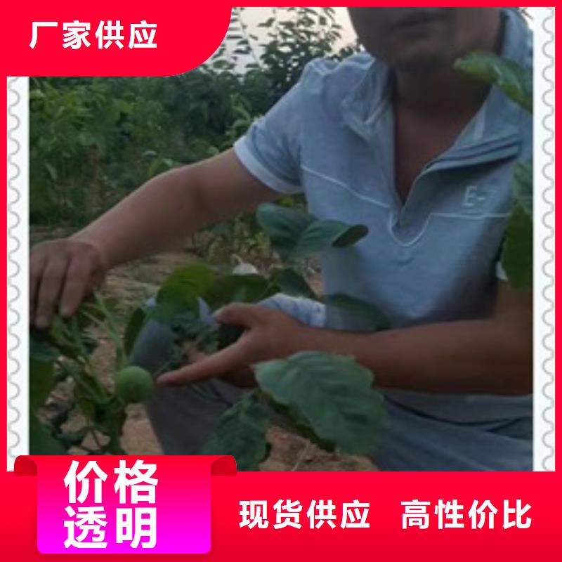 核桃苗苹果苗源头厂家来图定制高质量高信誉