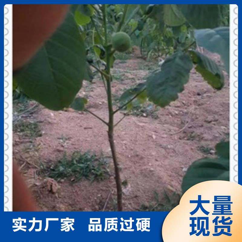 核桃苗桃树苗严谨工艺好货直供