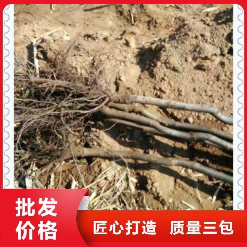 核桃苗葡萄苗甄选好物实力优品