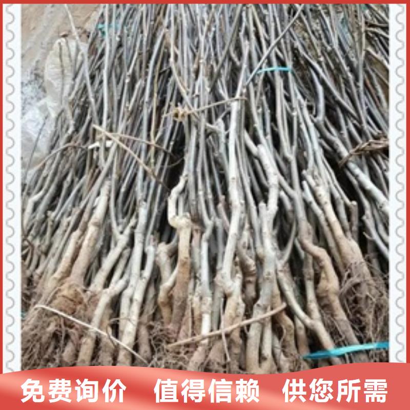 【核桃苗桃树苗一站式采购方便省心】当地生产厂家