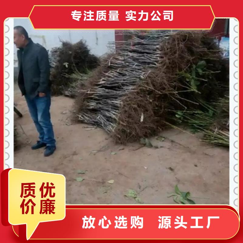 核桃苗苹果苗货源直销同城厂家
