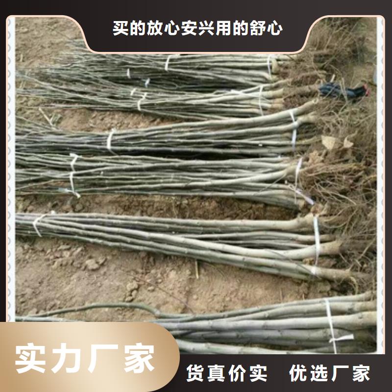 【核桃苗】_板栗苗支持批发零售同城制造商