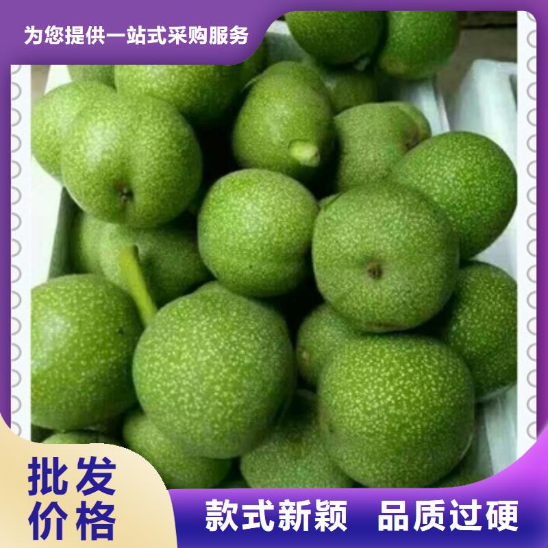 【核桃苗】梨树苗为您提供一站式采购服务快捷的物流配送