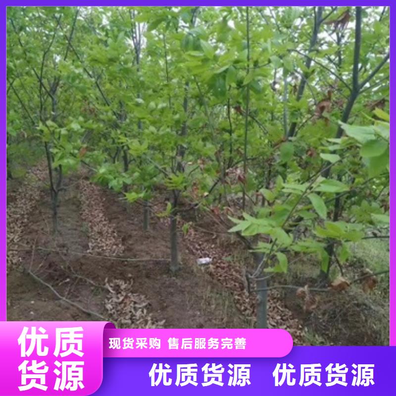 板栗苗-蓝莓苗产品性能大库存无缺货危机