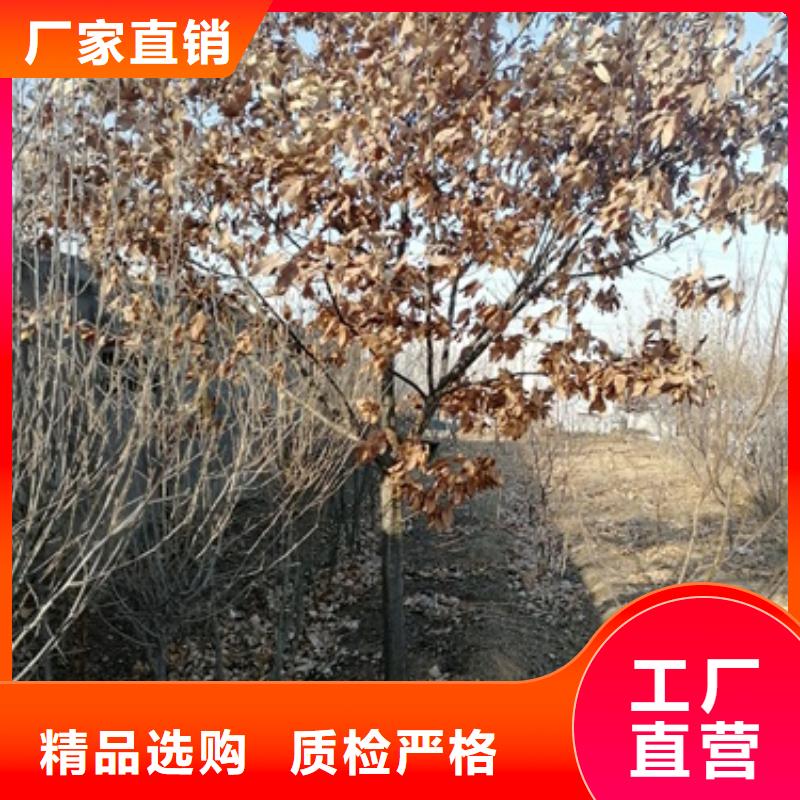 板栗苗梨树苗厂家案例同城制造商