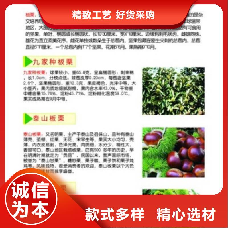 【板栗苗葡萄苗实体诚信经营】本地品牌