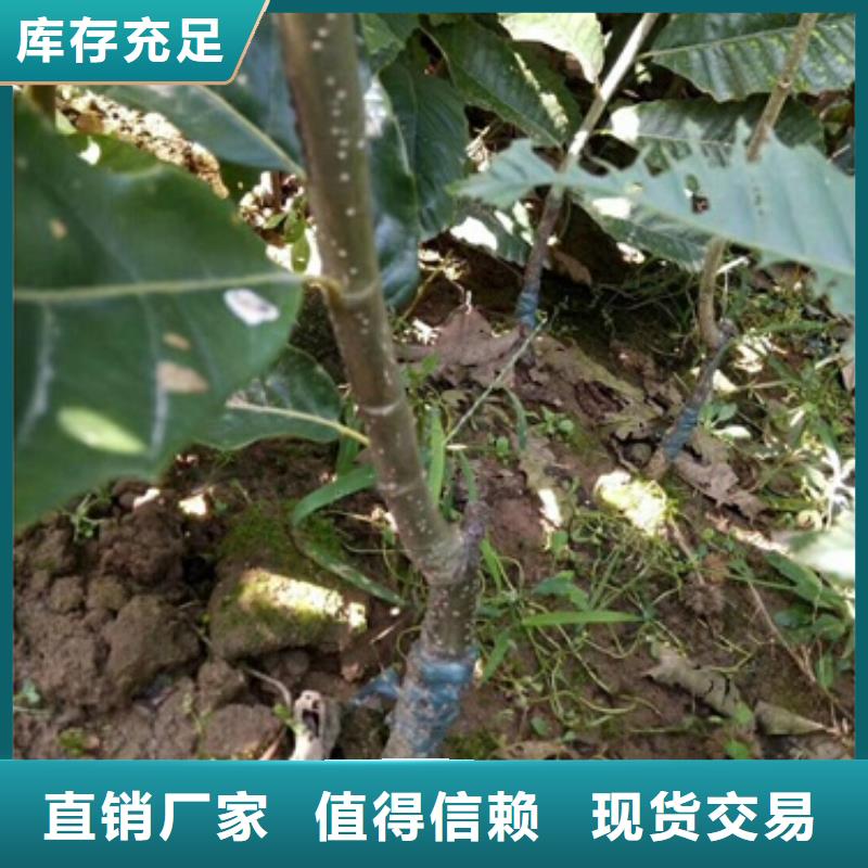 板栗苗核桃苗品质保障售后无忧现货直供