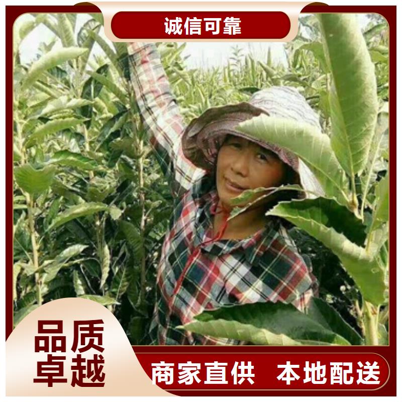 板栗苗李子苗质量三包价格实在