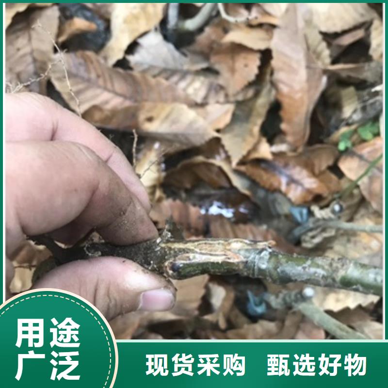 板栗苗严谨工艺本地品牌