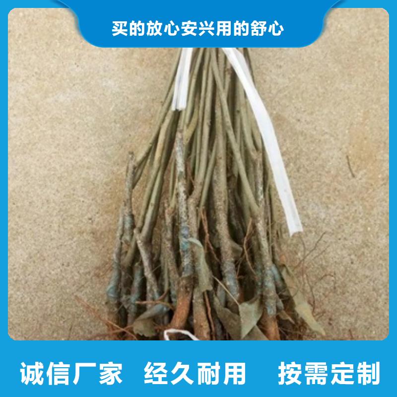板栗苗-桃树苗专业完善售后同城经销商