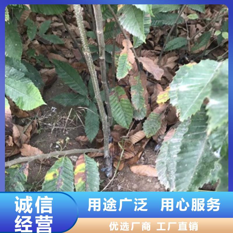 【板栗苗山楂苗品质之选】拒绝伪劣产品
