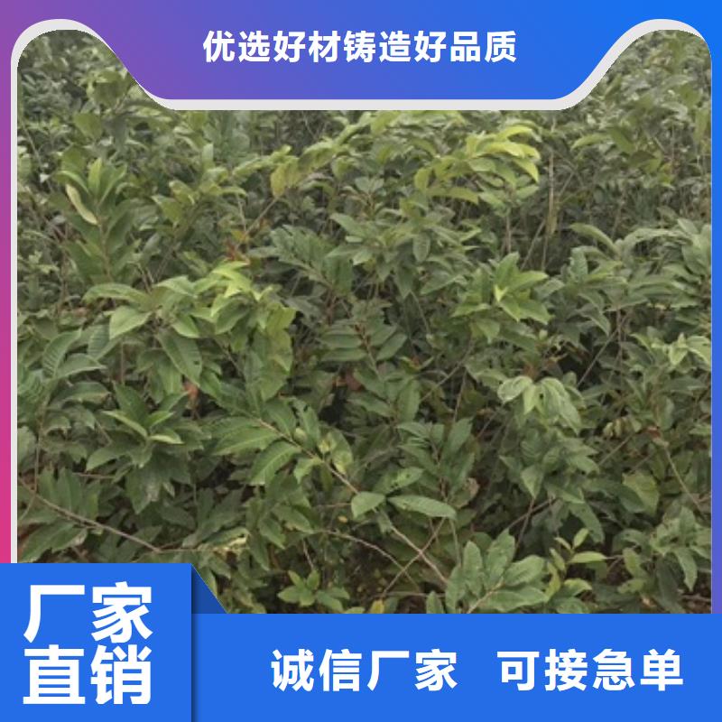 板栗苗蓝莓苗设计制造销售服务一体同城生产商