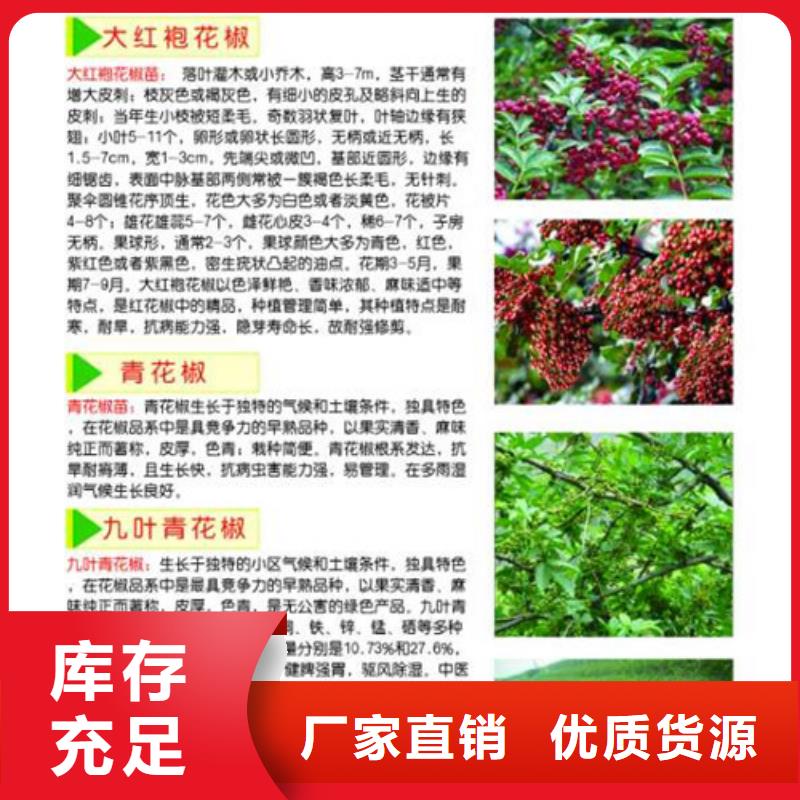 花椒苗山楂苗同行低价源厂直接供货