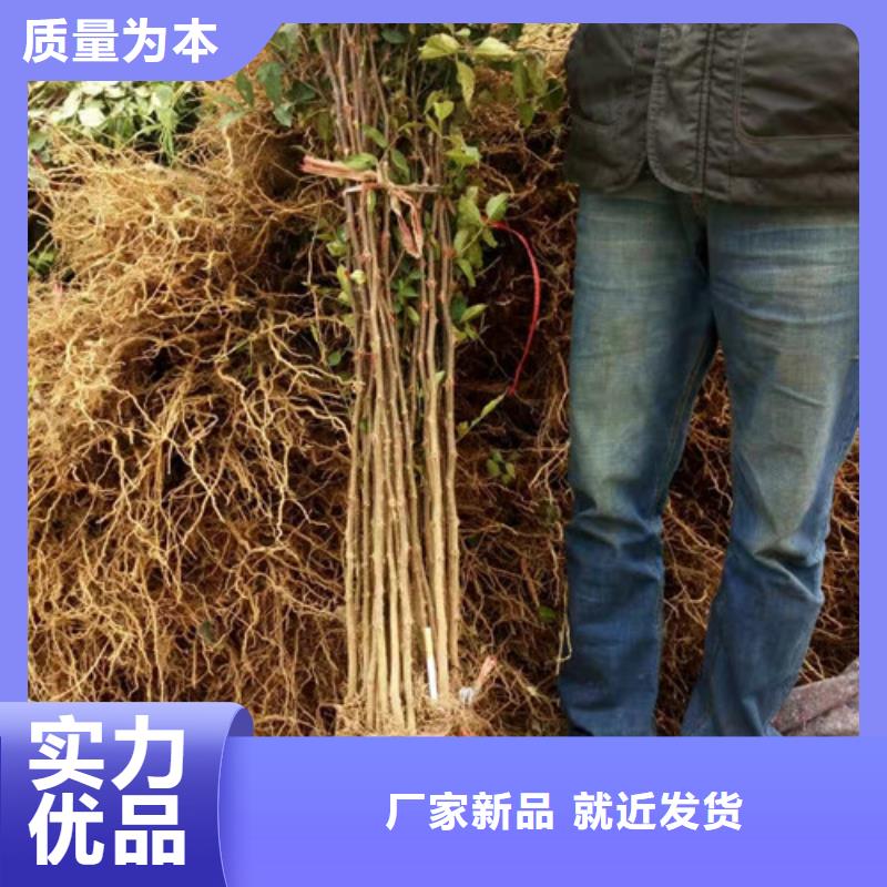 花椒苗苹果苗直销厂家厂家采购