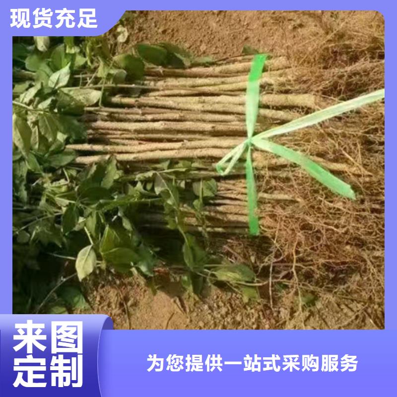 花椒苗核桃苗专注品质源头厂家供应