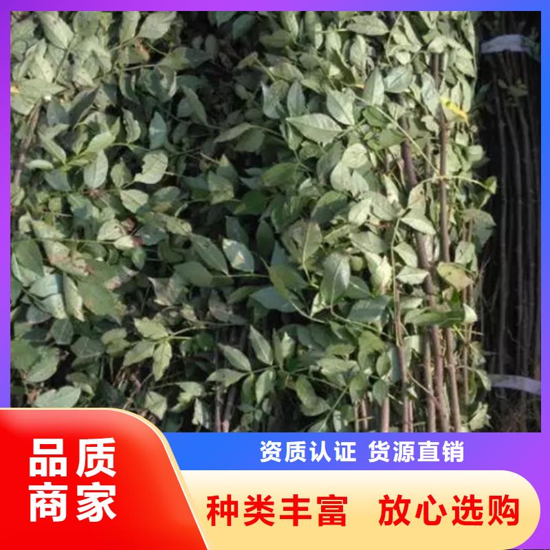 花椒苗,李子苗高质量高信誉本地货源