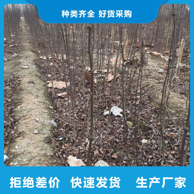 花椒苗梨树苗产地批发匠心打造