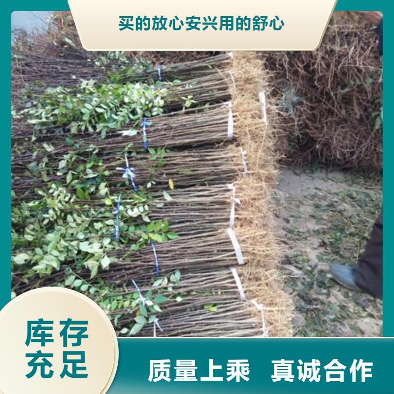 【花椒苗】,梨树苗用心服务助您降低采购成本