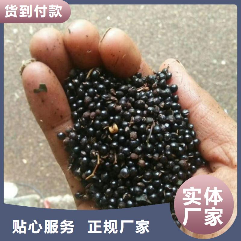 花椒苗,梨树苗用心做产品同城经销商