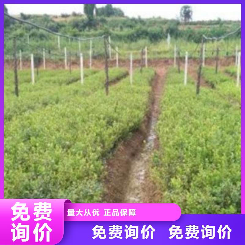 蓝莓苗_板栗苗专业按需定制好品质经得住考验