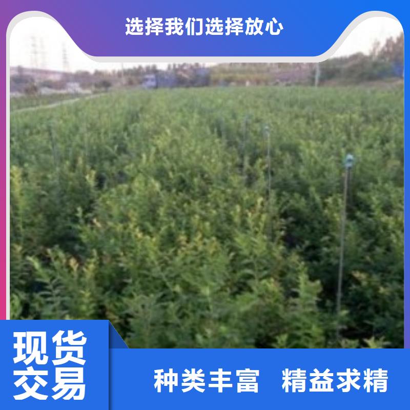 蓝莓苗现货销售本地生产厂家