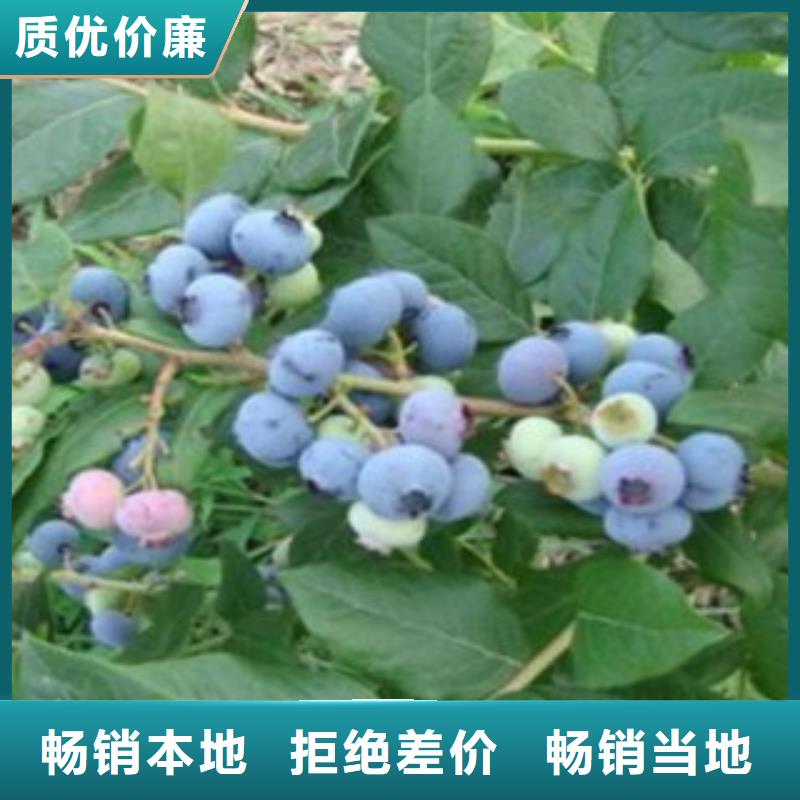 蓝莓苗花椒苗大量现货供应本地货源