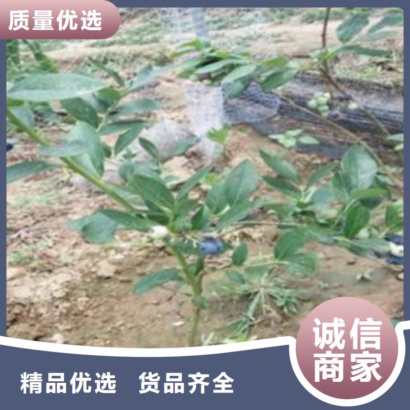 【蓝莓苗】桃树苗高质量高信誉一对一为您服务